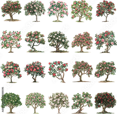 TREE SET IN COLOR STYLE, CAMELLIA SET IN COLOR STYLE