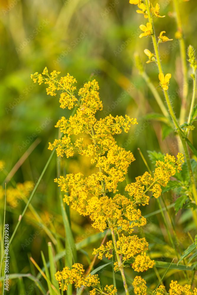 Flowering cypress spurge Euphorbia cyparissias plants in garden Flowering cypress spurge Euphorbia cyparissias plants in garden