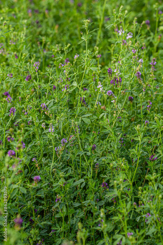 Meadow with blooming purple clover close-up, top view. Close up of flowers of wild red clover, Trifolium pratense in natural meadow. Meadow with blooming purple clover close-up, top view. Close up of flowers of wild red clover, Trifolium pratense in natural meadow.
