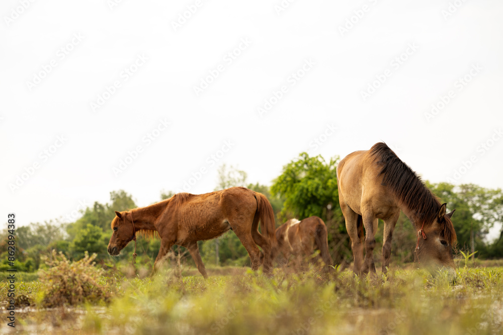 Naklejka premium Low angle view looking through blurred grass to three brown horses.