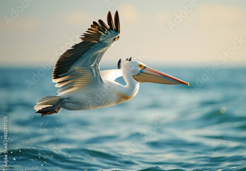 White Pelican Soaring Over Ocean Waves at Sunset