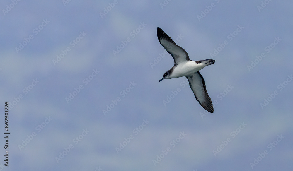 Manx Shearwater sea bird soaring above the ocean Manx Shearwater sea bird soaring above the ocean