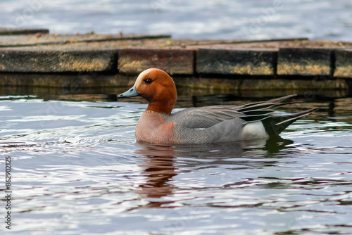 Swimming wigeon duck on the water surface of Lake Onega in Karelia. photo