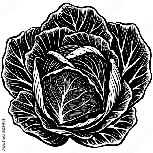 cabbage isolated