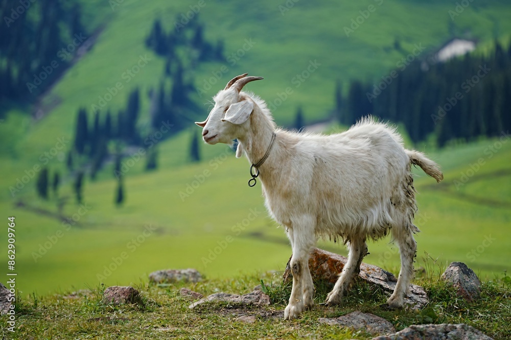 Obraz premium Goat on Lush Green Hillside