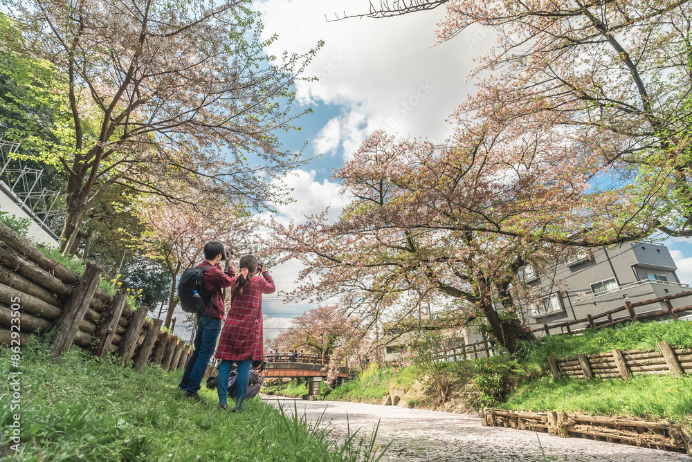桜を撮影するカップル 桜を撮影するカップル