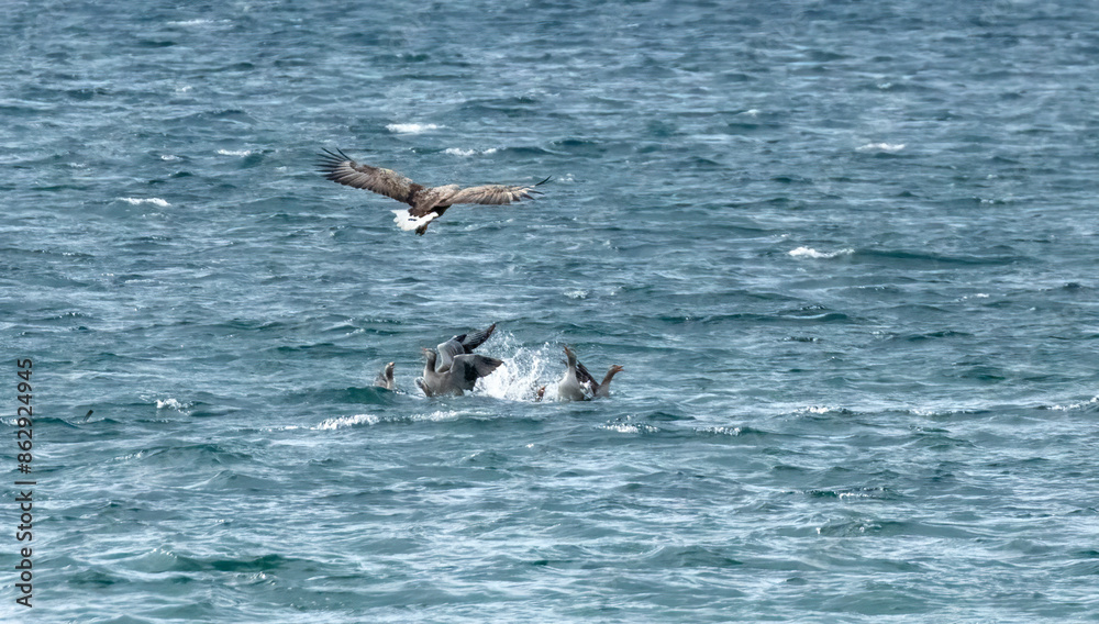 Fototapeta premium White tailed sea eagles on the hunt for prey over a group of greylag geese swimming on the loch on the Isle of Mull