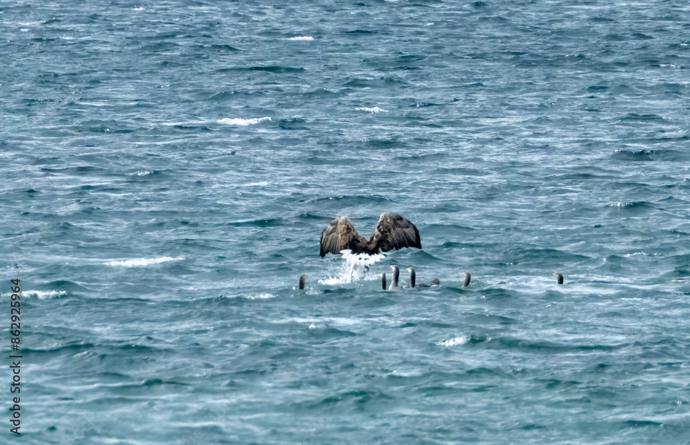 Fototapeta premium White tailed sea eagles on the hunt for prey over a group of greylag geese swimming on the loch on the Isle of Mull
