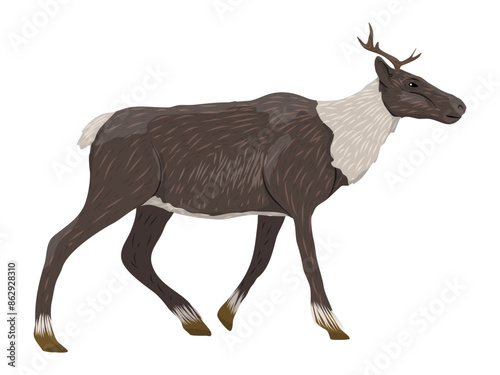 Young reindeer. Wild animals of the tundra and taiga. Realistic vector animal