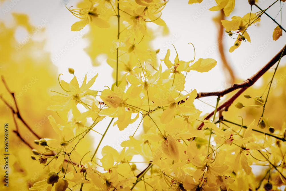 Obraz premium Small Yellow Flower or Cassia fistula flower