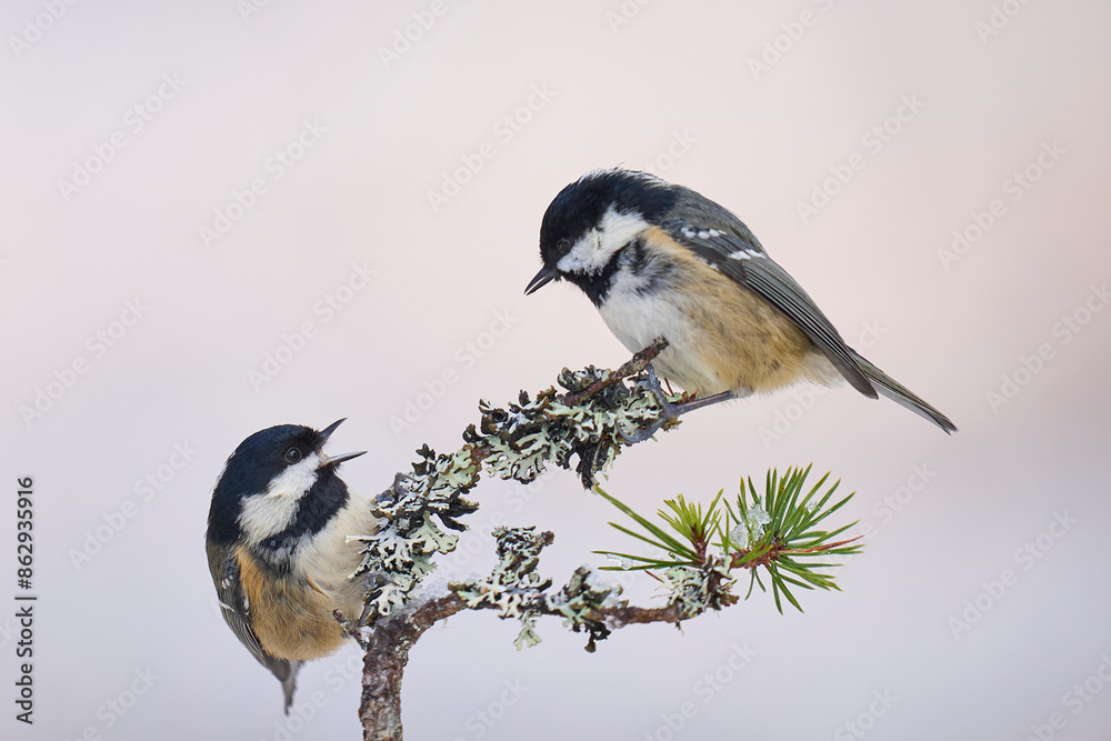 Coal Tits (Periparus ater) squabbling on a snow covered branch in the highlands of Scotland Coal Tits (Periparus ater) squabbling on a snow covered branch in the highlands of Scotland