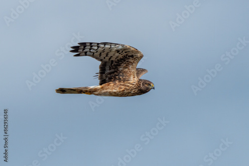 Northern Harrier Flying against the blue clear shy photo