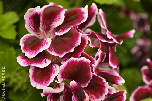 pink and yellow flowers