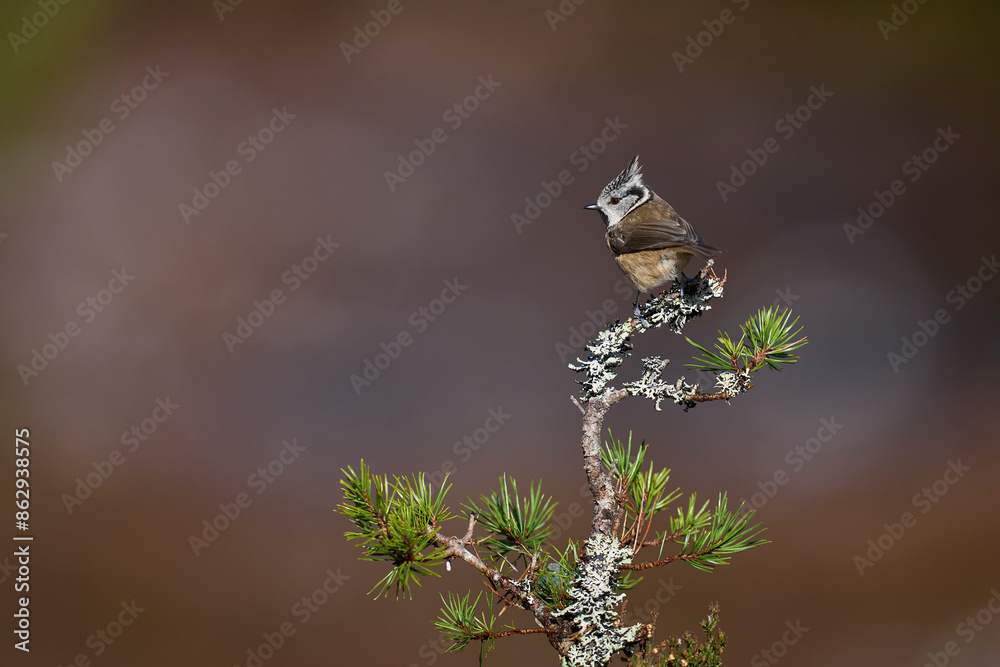 Crested Tit (Lophophanes cristatus) perched on a branch in the highlands of Scotland
