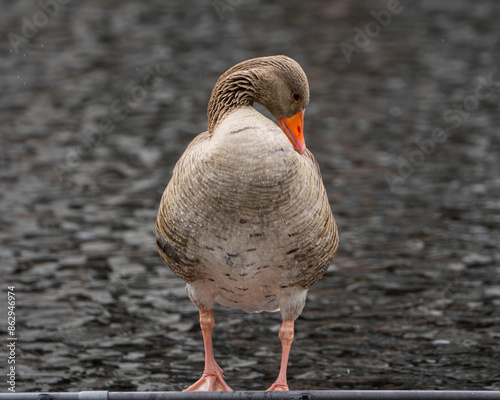 Gray goose by the water