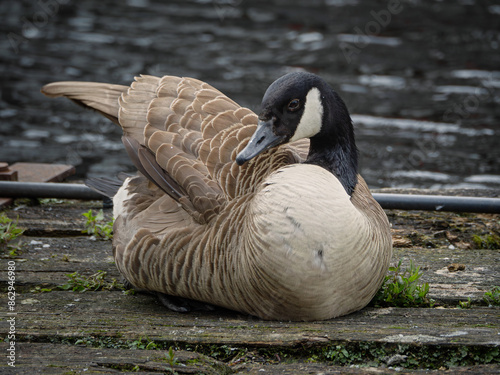 Canadian wild goose by the water