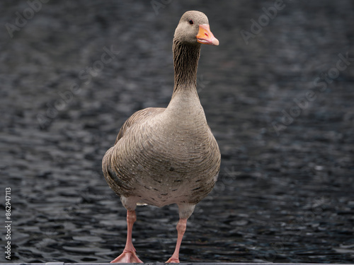 Gray goose by the water