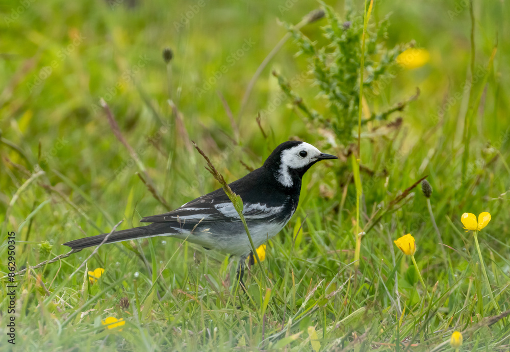 Pied wagtail in the grassy meadow with yellow wild flowers Pied wagtail in the grassy meadow with yellow wild flowers