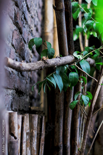 Plantas ocultas. 