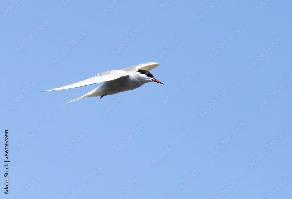 Arctic tern in flight