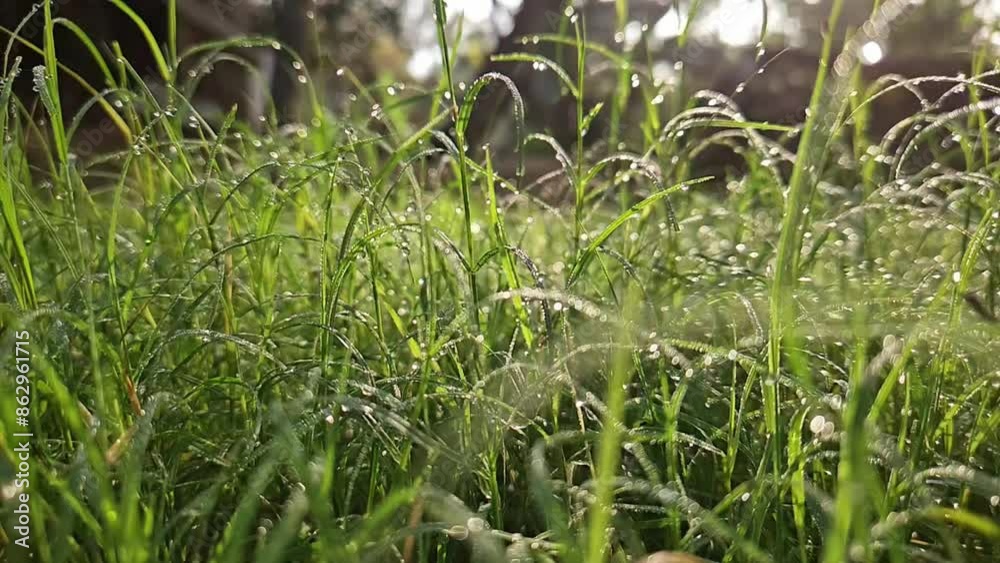 Closeup of dewdrops on a blade of grass, perfectly framed Closeup of dewdrops on a blade of grass, perfectly framed