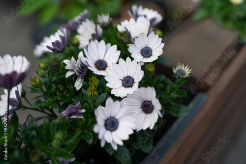 Close-up of daisies with a blue center Osteospermum in a flowerbed near the house