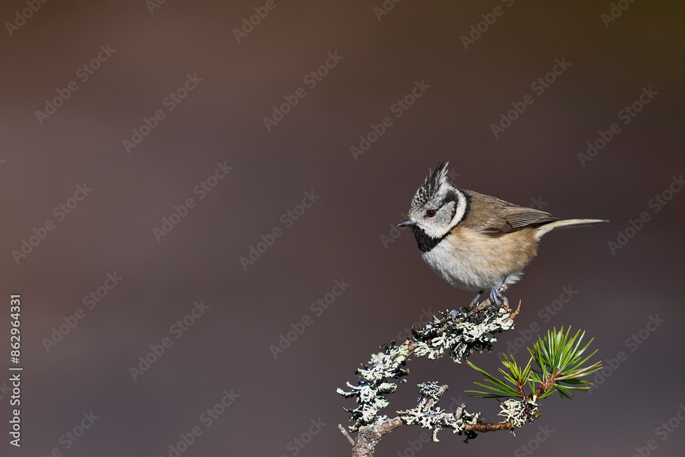 Naklejka premium Crested Tit (Lophophanes cristatus) perched on a branch in the highlands of Scotland