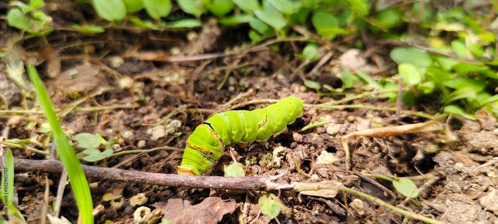 Fototapeta premium lizard on the tree