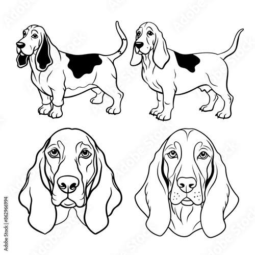 bassed hound dog portrait stencil line art vector illustration, isolated on transparent background