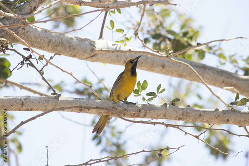 Calandria dorso negro (Icterus cucullatus) photo