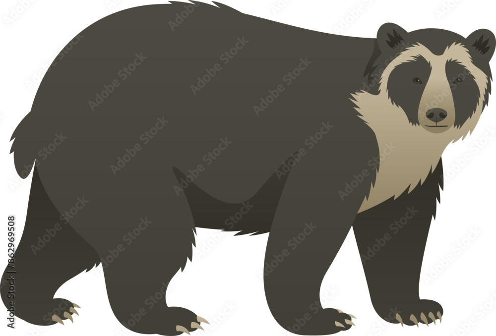 Fototapeta premium Color vector illustration of spectacled, mountain or Andean bear side view. Wild animal isolated on white background. Omnivorous mammal. South American wildlife.