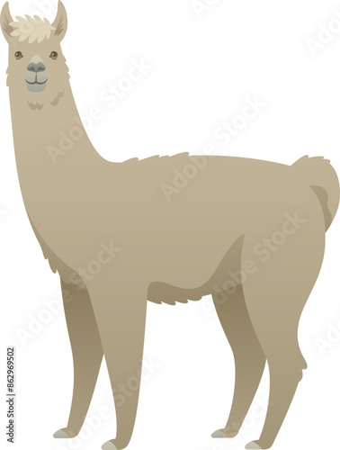 Color vector illustration of llama side view. Farm animal isolated on white background. Herbivorous social mammal of South America.