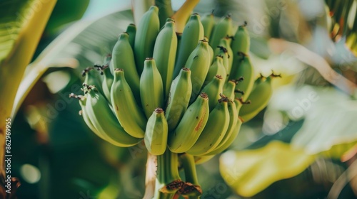 A bunch of green bananas hanging from a tree