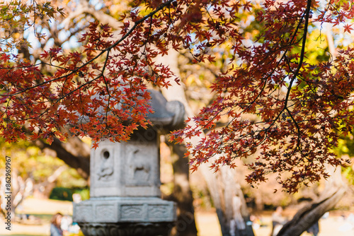 Autumn leaves foliage by the japanese garden