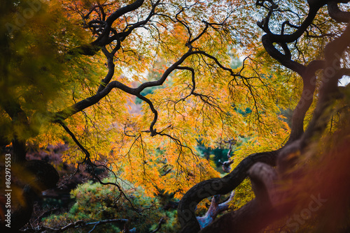 Gorgeous and beautiful autumn leaves and foliage