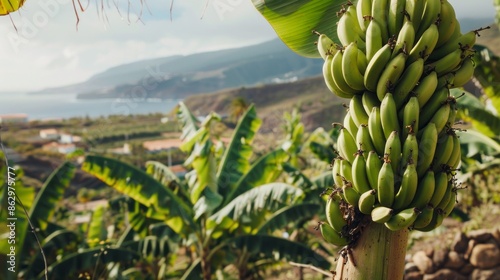 A bunch of green bananas growing on a tree