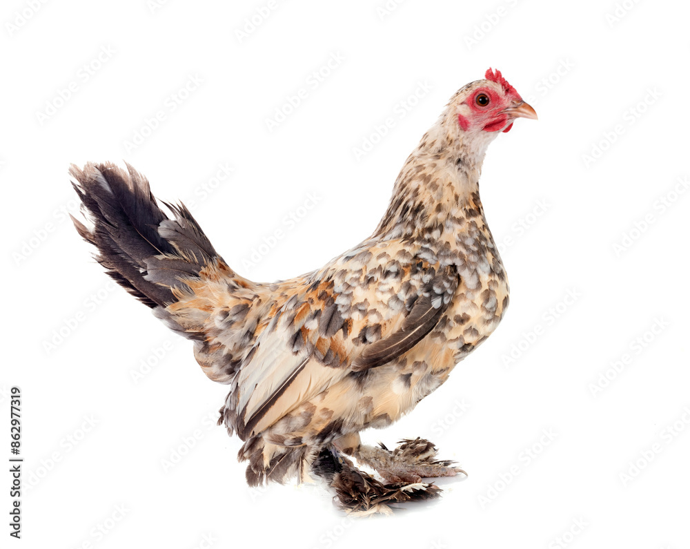 sabelpoot chicken in studio sabelpoot chicken in studio
