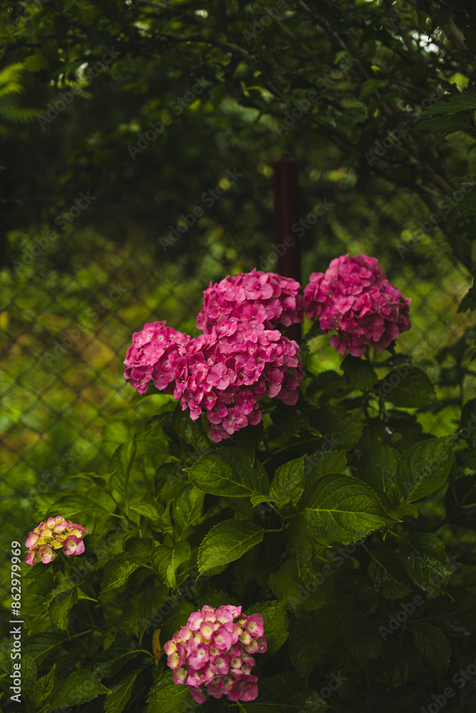 Pink hydrangea, close-up. Flowering bush. Huge hydrangea in the front garden. Flowering purple and pink hydrangea. High quality photo Pink hydrangea, close-up. Flowering bush. Huge hydrangea in the front garden. Flowering purple and pink hydrangea. High quality photo