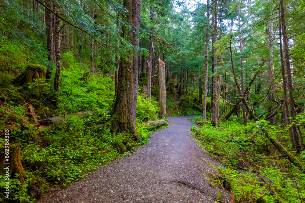 Wooden brdige in the hiking loop around Ward Lake, Tongass National forest, Ketchikan, Alaska, USA