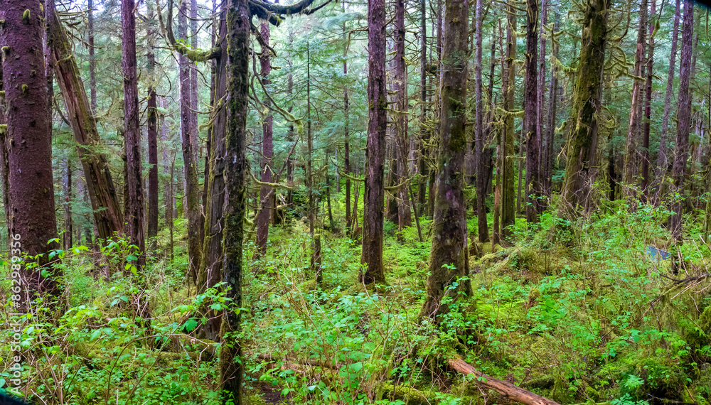 Hiking deep in the Tongass National forest, Ketchikan, Alaska, the largest of the USA Hiking deep in the Tongass National forest, Ketchikan, Alaska, the largest of the USA