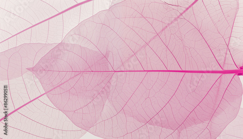 light pink texture of transparent thin leaf veins.