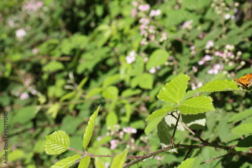 Wallpaper Mural Wald Torontodigital.ca