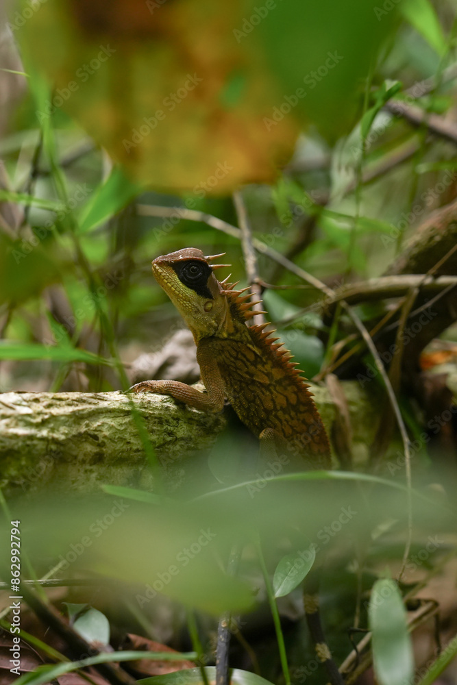 A close up of Greater Spiny Lizard in a forest, concept of spine lizard, exotic pet, reptile in an ecosystem, reptilian of Thailand jungle, wildlife and biology, tropical rainforest creature. A close up of Greater Spiny Lizard in a forest, concept of spine lizard, exotic pet, reptile in an ecosystem, reptilian of Thailand jungle, wildlife and biology, tropical rainforest creature.