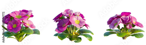 Pink Primula plant 4k png cutout isolate © Đỗ Hải