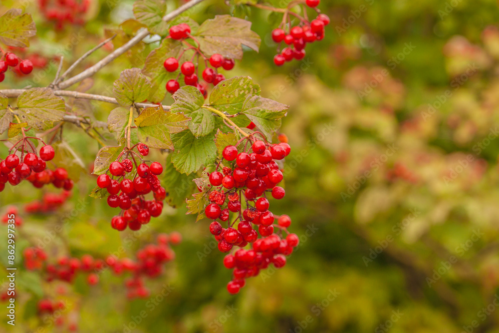 Red Viburnum berries in the tree Red Viburnum berries in the tree