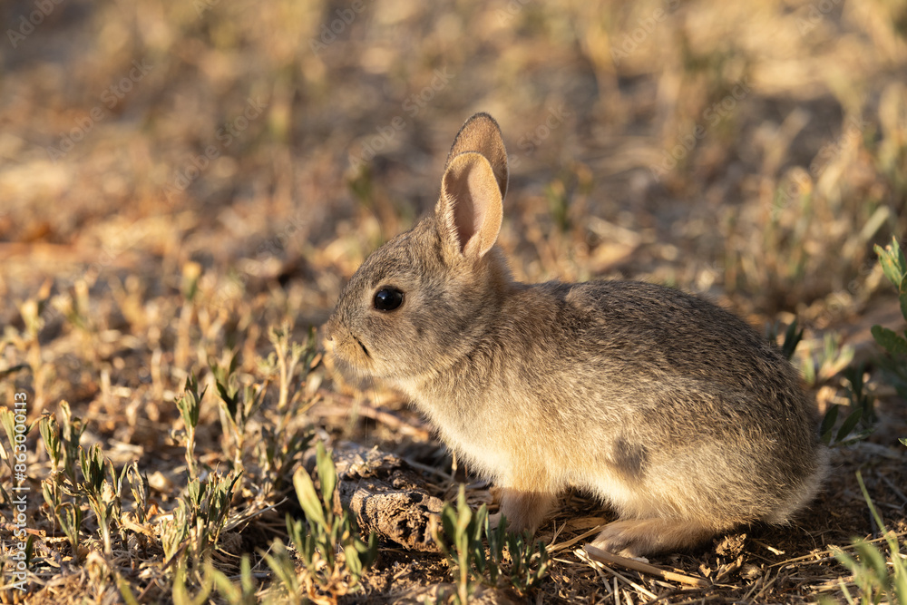 Fototapeta premium Cute Young Cottontail Rabbit in Arizona