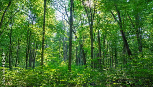 Sunlight in the green forest, spring time