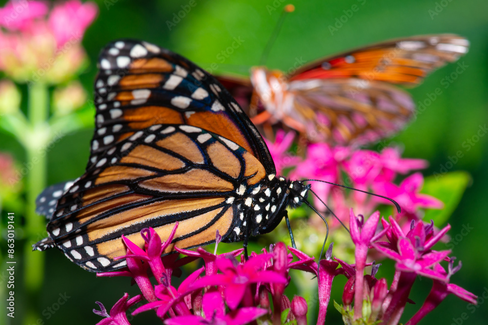 Fototapeta premium Butterflies