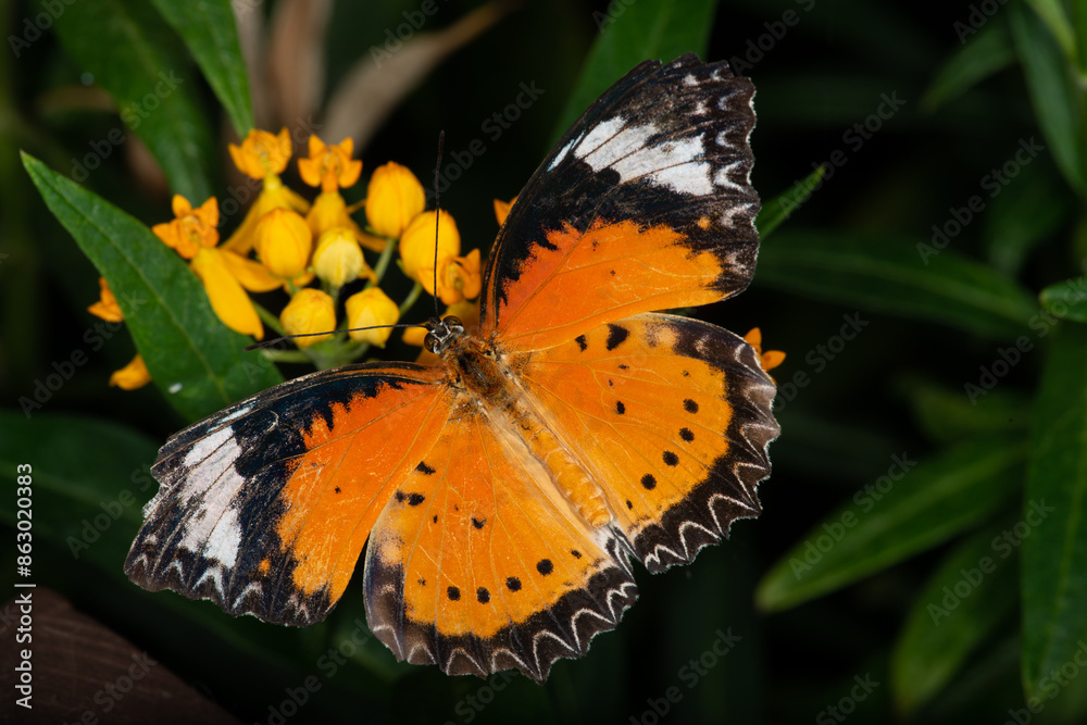 Obraz premium Butterflies