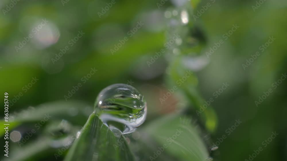 Dew drops on the grass, the wind blows softly
Dew drops on the grass, the wind blows softly